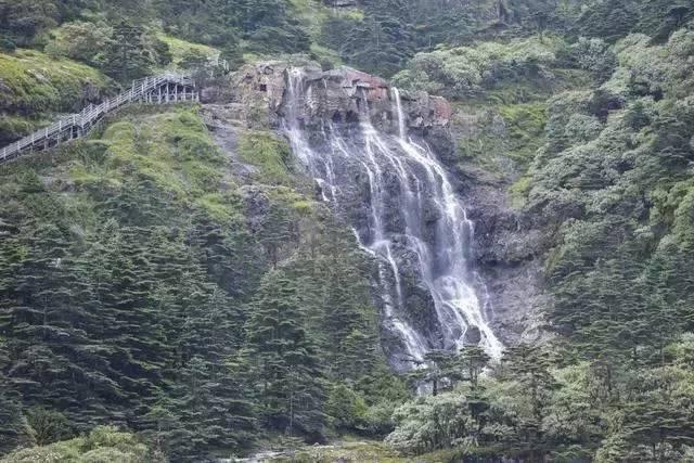 逃离白鸽之森
